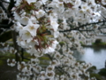 [風景・景観][史跡・名勝][桜]兼六園（石川県金沢市）