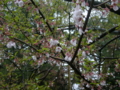 [風景・景観][史跡・名勝][桜]兼六園（石川県金沢市）