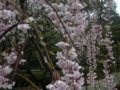 [風景・景観][史跡・名勝][桜]兼六園（石川県・金沢市）