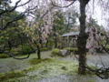 [風景・景観][史跡・名勝][桜]兼六園（石川県・金沢市）