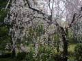 [風景・景観][史跡・名勝][桜]兼六園（石川県・金沢市）