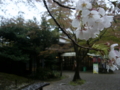 [風景・景観][史跡・名勝][桜]兼六園（石川県・金沢市）