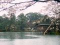 [風景・景観][史跡・名勝][桜]兼六園（石川県・金沢市）