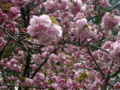 [花][桜]しんわの丘ローズガーデン（長野県伊那市）