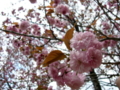 [花][桜]しんわの丘ローズガーデン（長野県伊那市）