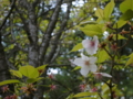 [花][桜]しんわの丘ローズガーデン（長野県伊那市）