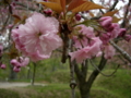 [花][桜]しんわの丘ローズガーデン（長野県伊那市）