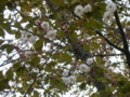 [花][桜]善正寺菊桜（しんわの丘・長野県伊那市）