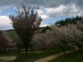 [花][桜]しんわの丘ローズガーデン（長野県伊那市）