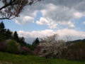 [花][桜]しんわの丘ローズガーデン（長野県伊那市）