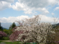 [花][桜]しんわの丘ローズガーデン（長野県伊那市）