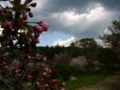 [花][桜]しんわの丘ローズガーデン（長野県伊那市）