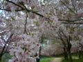 [花][桜]しんわの丘ローズガーデン（長野県伊那市）