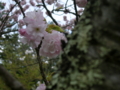 [花][桜]しんわの丘ローズガーデン（長野県伊那市）