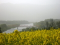 [風景・景観][花][河川]菜の花公園から（長野県飯山市）