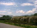 [風景・景観][空][花][桜]千曲川河川敷（長野県小布施町）