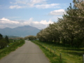 [風景・景観][空][花][桜]千曲川河川敷（長野県小布施町）