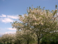 [風景・景観][空][花][桜]千曲川河川敷（長野県小布施町）