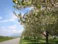 [風景・景観][空][花][桜]千曲川河川敷（長野県小布施町）