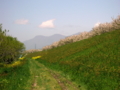 [風景・景観][空][花][桜]千曲川河川敷（長野県小布施町）