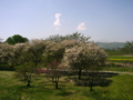 [風景・景観][空][花][桜]千曲川河川敷（長野県小布施町）