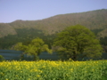 [風景・景観][湖][花]北竜湖（長野県飯山市）