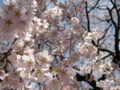 [風景・景観][桜][花]座光寺・舞台桜 （長野県飯田市）