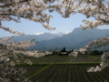 [風景・景観][花][空][桜]残雪の北アルプスを望む