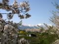 [風景・景観][花][空][桜]残雪の北アルプスを望む