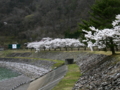 [風景・景観][桜][花]牧尾ダム （長野県木曽郡王滝村）