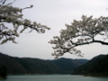 [風景・景観][桜][花]牧尾ダム （長野県木曽郡王滝村）