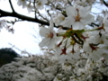 [風景・景観][桜][花]牧尾ダム （長野県木曽郡王滝村）