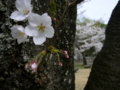 [風景・景観][桜][花]牧尾ダム （長野県木曽郡王滝村）