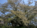 [風景・景観][花][桜]素桜神社の神代桜 （長野県長野市）