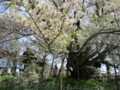 [風景・景観][花][桜]素桜神社の神代桜 （長野県長野市）