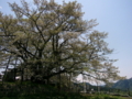 [風景・景観][花][桜]素桜神社の神代桜 （長野県長野市）