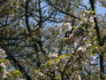 [風景・景観][花][桜]素桜神社の神代桜 （長野県長野市）