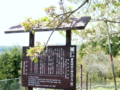 [風景・景観][花][桜]素桜神社の神代桜 （長野県長野市）