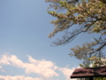 [風景・景観][花][空][桜]素桜神社の神代桜 （長野県長野市）