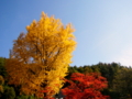 [風景・景観][史跡・名勝][紅葉][神社・仏閣]長福寺の大銀杏 （長野県北安曇郡池田町）