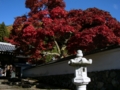 [風景・景観][史跡・名勝][紅葉][神社・仏閣]清水寺 （長野県長野市）