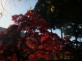 [風景・景観][史跡・名勝][紅葉][神社・仏閣]清水寺 （長野県長野市）