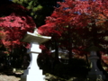 [風景・景観][史跡・名勝][紅葉][神社・仏閣]清水寺 （長野県長野市）