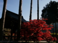 [風景・景観][史跡・名勝][紅葉][神社・仏閣]清水寺 （長野県長野市）