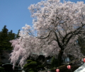 [風景・景観][神社・仏閣][花][桜]