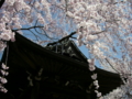 [風景・景観][神社・仏閣][花][桜]