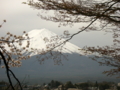 [風景・景観][花][桜]