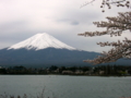 [風景・景観][花][桜]