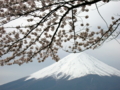 [風景・景観][花][桜]