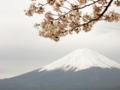 [風景・景観][花][桜]